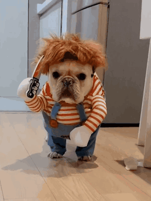 PetsDogsGIF