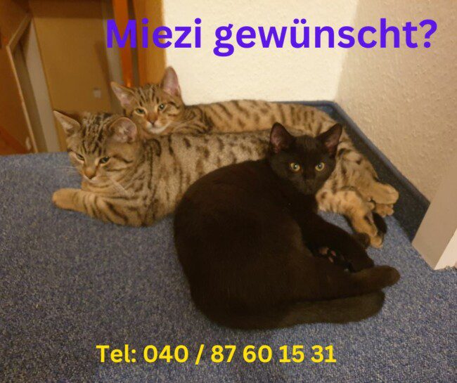 Miezi gewünscht