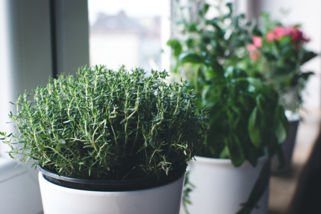 thyme-basil-and-other-herbs-on-windowsill-2021-08-26-18-36-50-utc