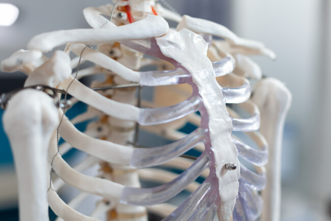 close-up-of-backbone-of-an-anatomical-human-skelet-2022-07-22-20-19-16-utc