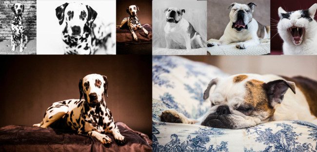 Haustierfotos_Hundefotos_der_andere_fotograf_collage_quadrat