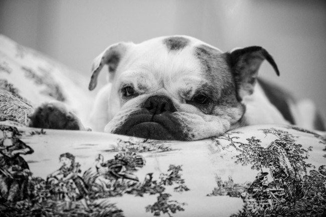 Rosie_MSC6883